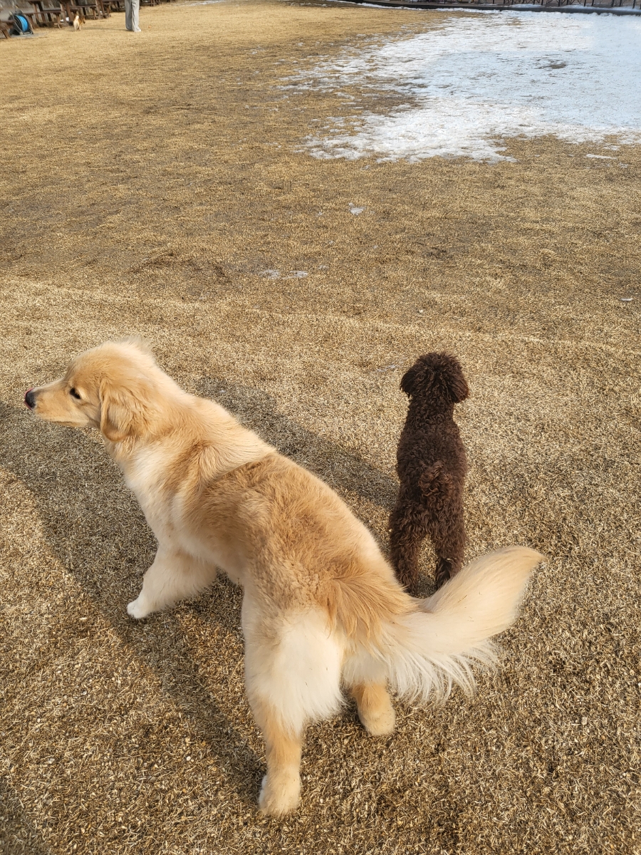 일두손짜장 이미지