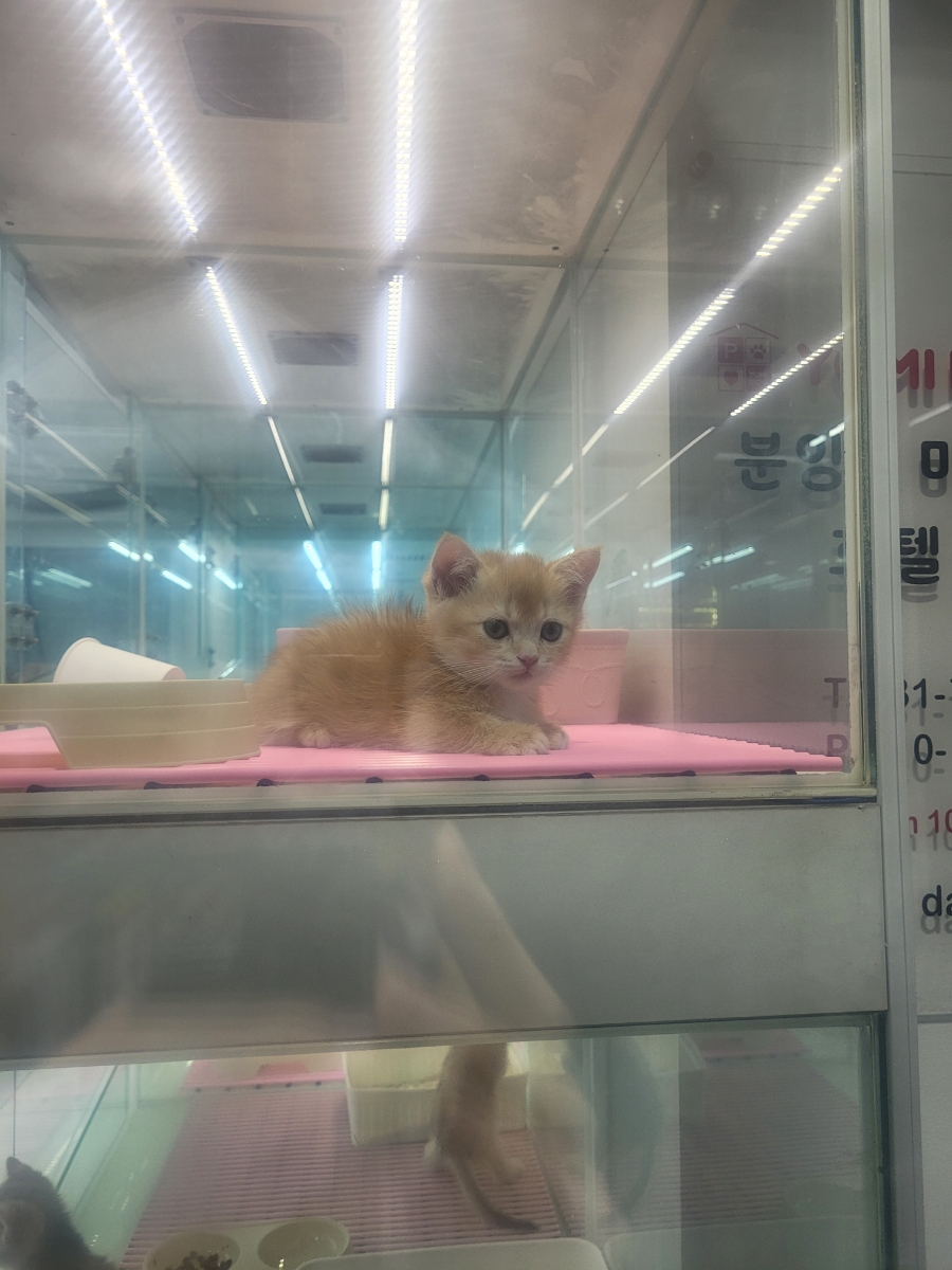 김소율샵 이미지