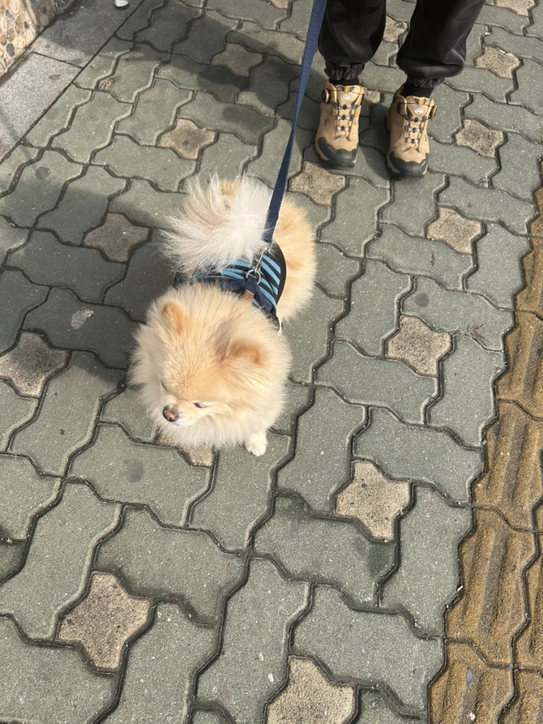 하일룽 이미지