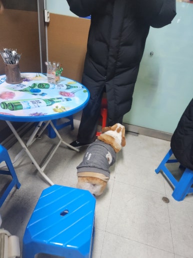 보리네포차 이미지