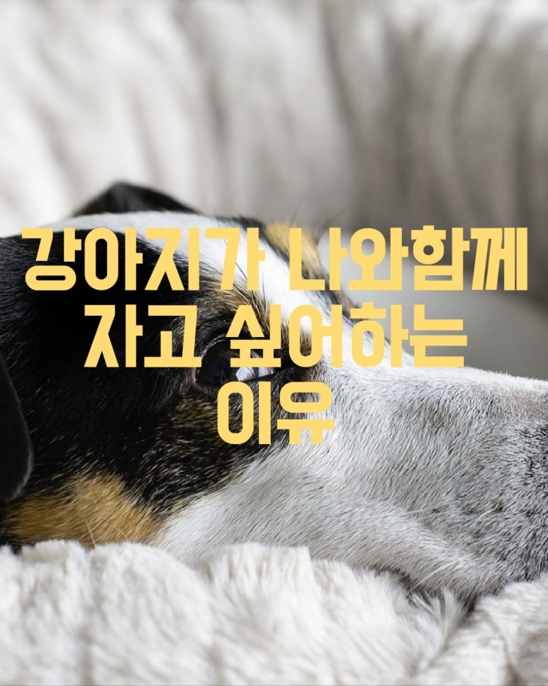 강아지가 나와 함께 자고 싶어하는 이유