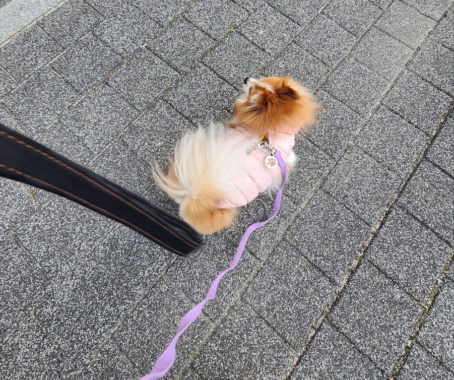 도그빌리지 이미지