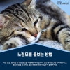 고양이 노령기 관리