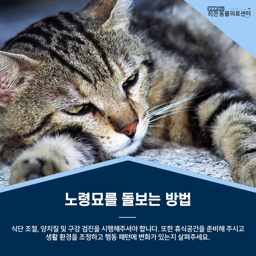 고양이 노령기 관리