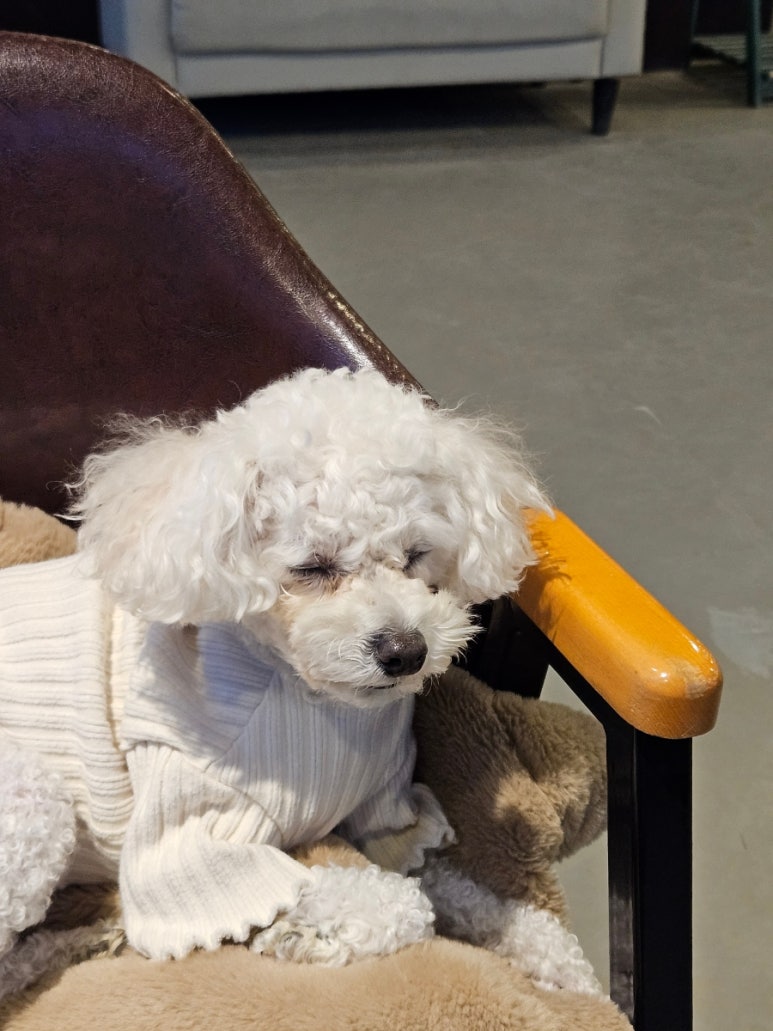 퍼피포레스트 이미지