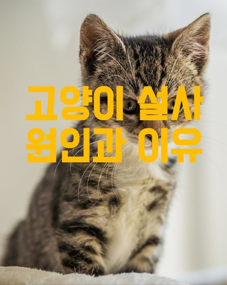 고양이 설사 원인과 이유