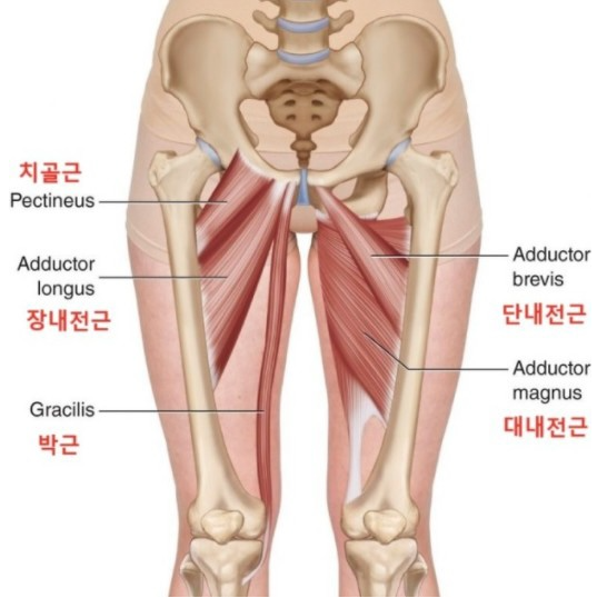 이너멜 이미지