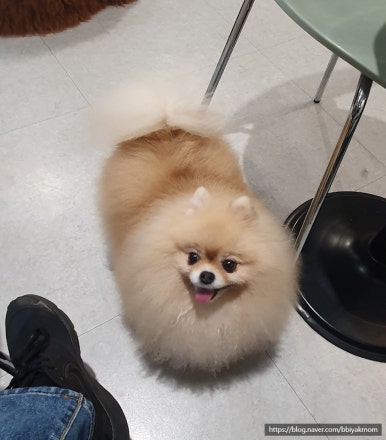 멍브로 이미지