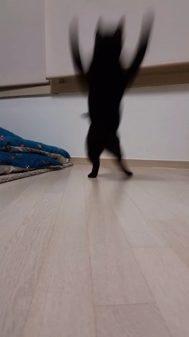 붕빵 이미지