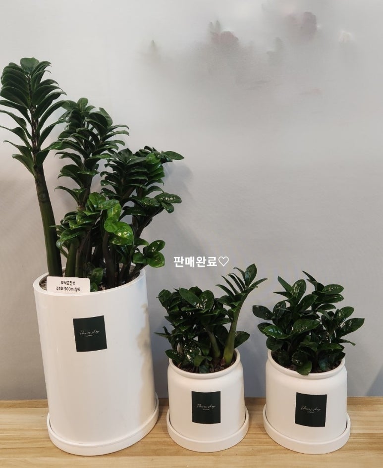 이노플라워혁신화원 이미지