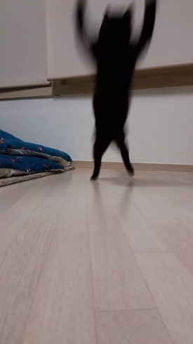 붕빵 이미지