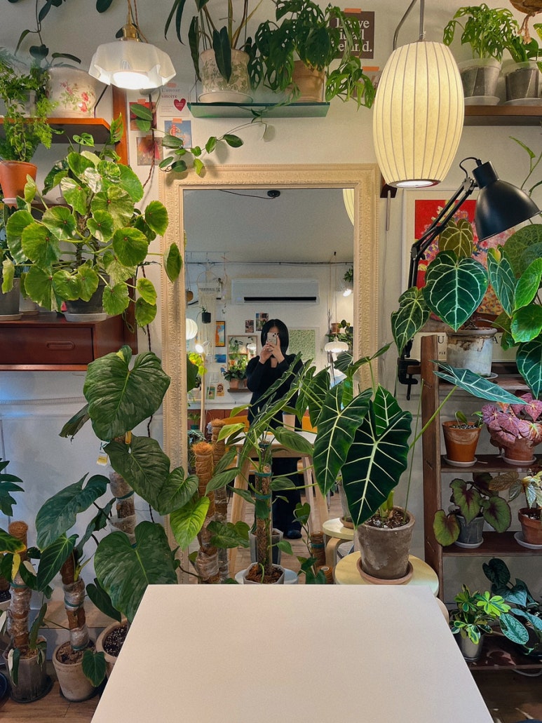 그로우 그리너리 이미지