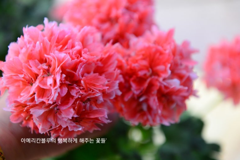 블루마리 이미지