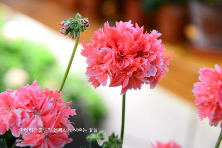 블루마리 이미지