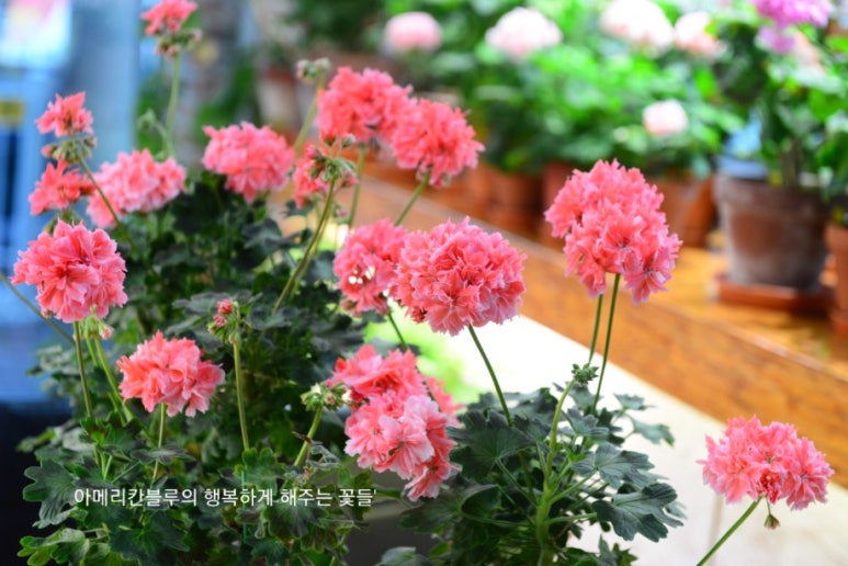 블루마리 이미지