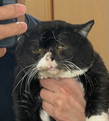 킷사코이 이미지