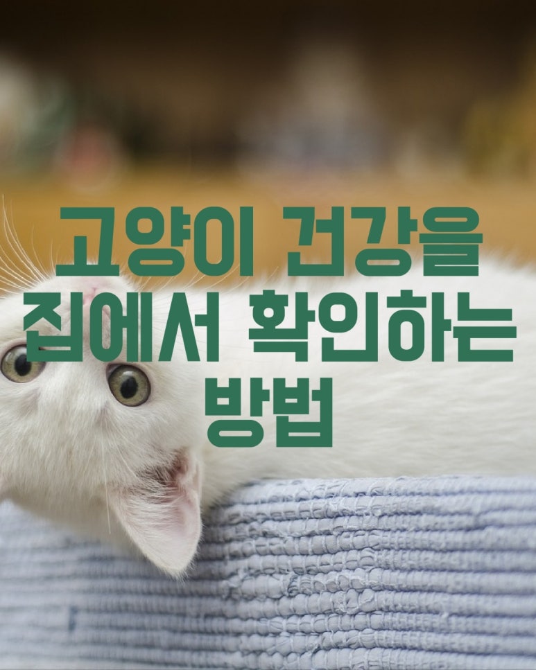 고양이 건강을 집에서 확인하는 방법