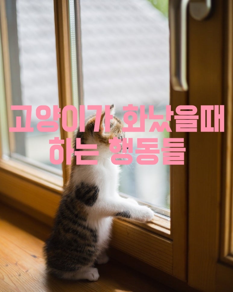 고양이가 화났을 때 하는 행동