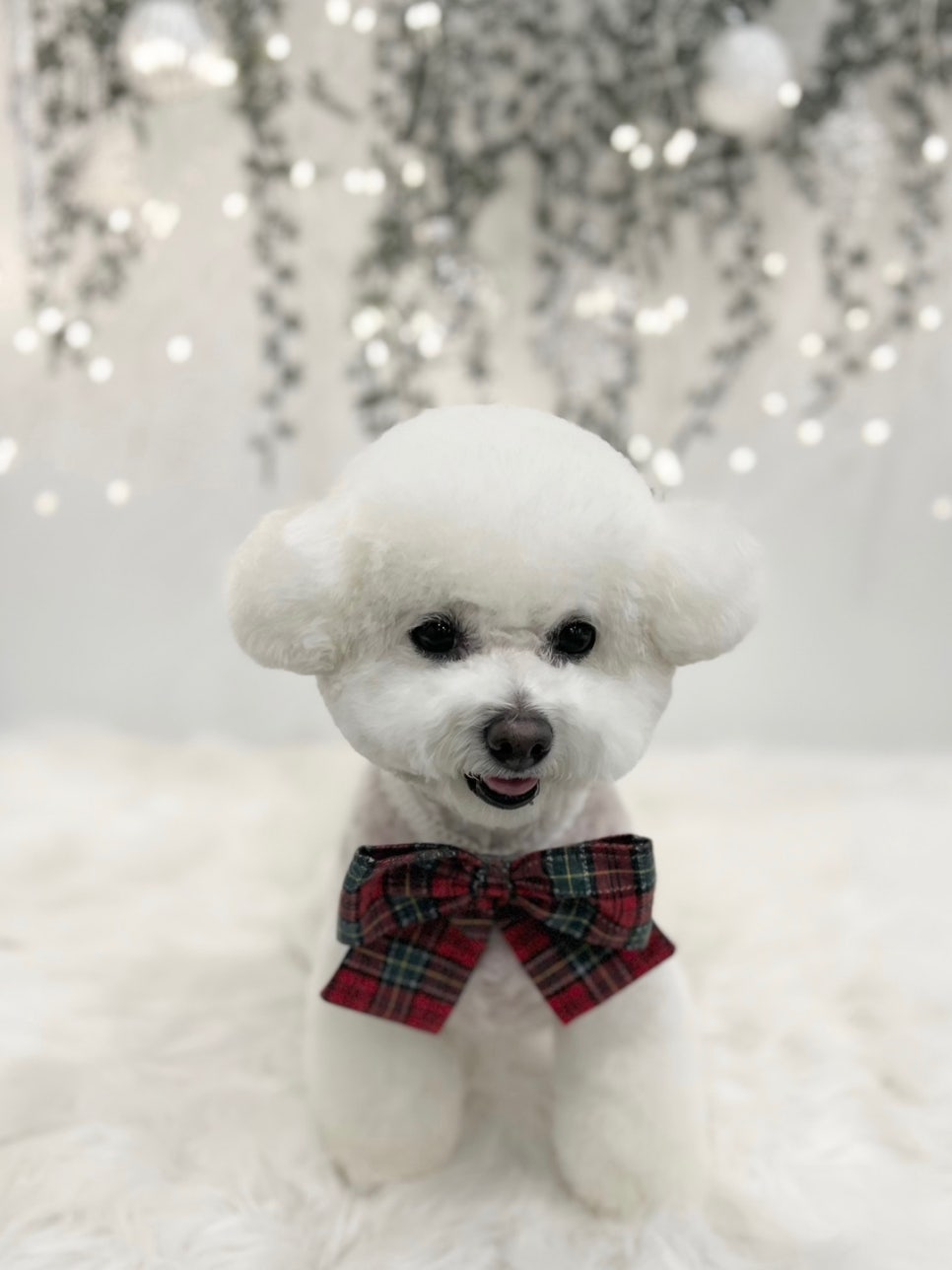 서울 강남 애견미용 스타몽: 소형견 스파 & 가위컷 비용 — 사진 5
