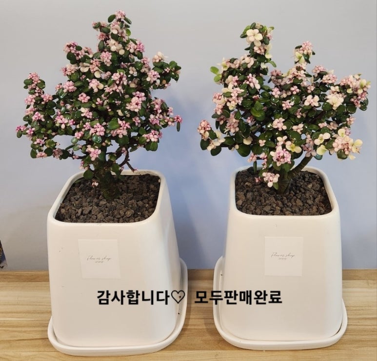 이노플라워혁신화원 이미지