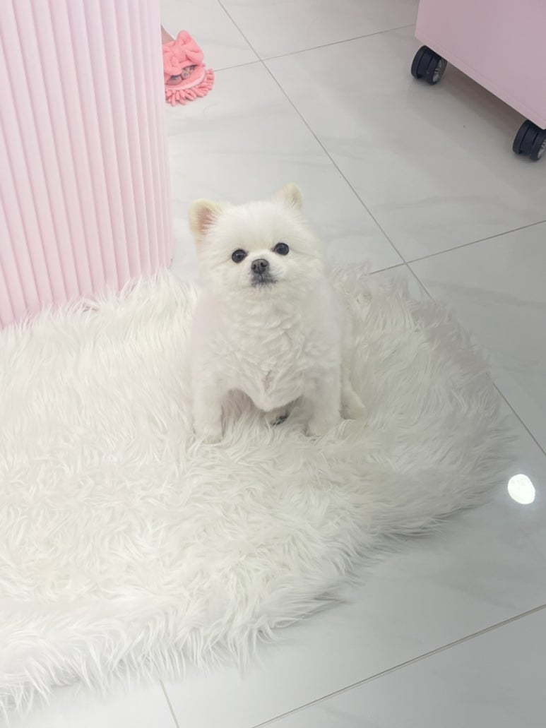 일루네일 이미지