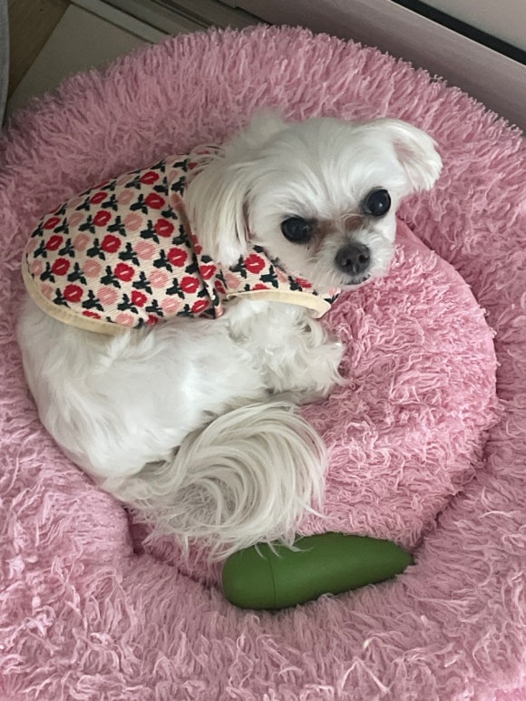 자두옷장 이미지