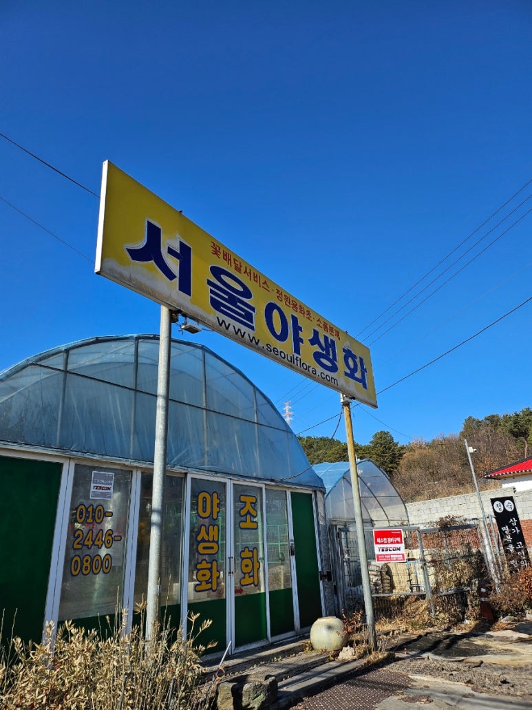 서울야생화 이미지