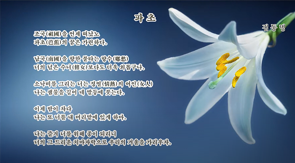 남국의파초 이미지