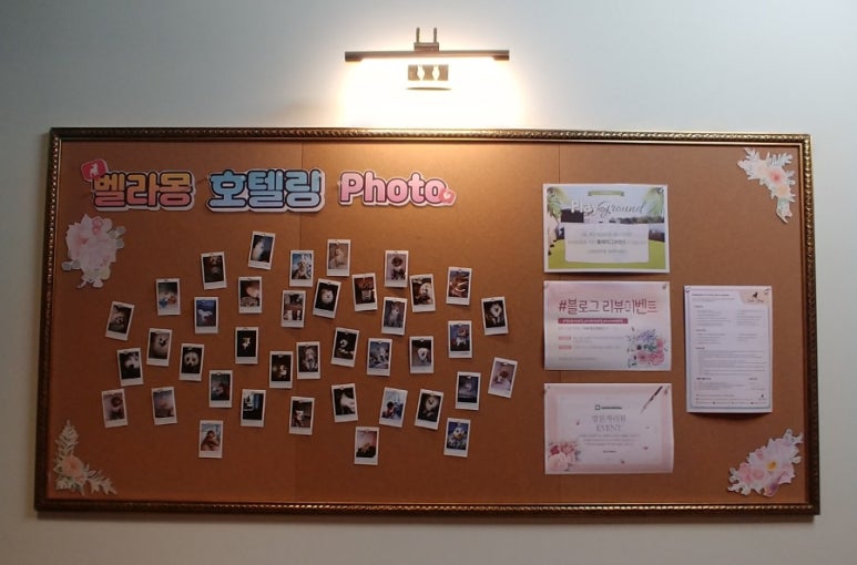 벨라몽 이미지