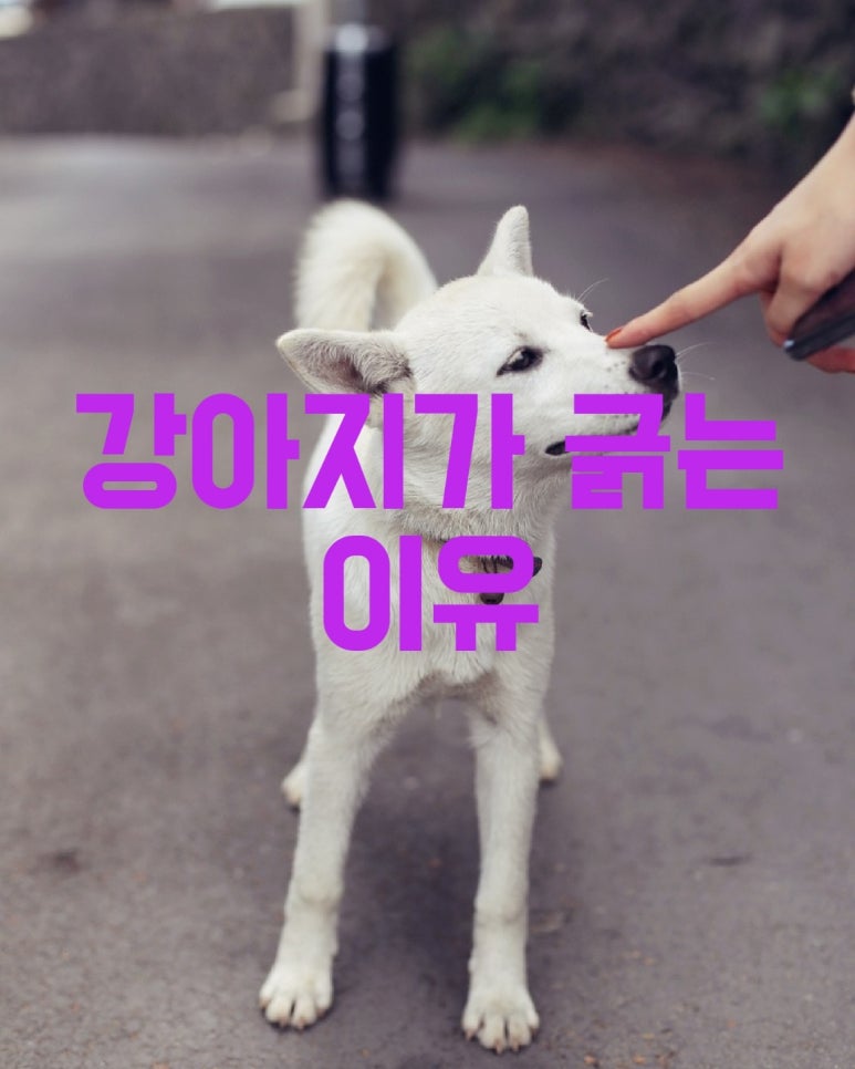 강아지가 긁는 이유