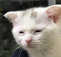 네일;담다 이미지