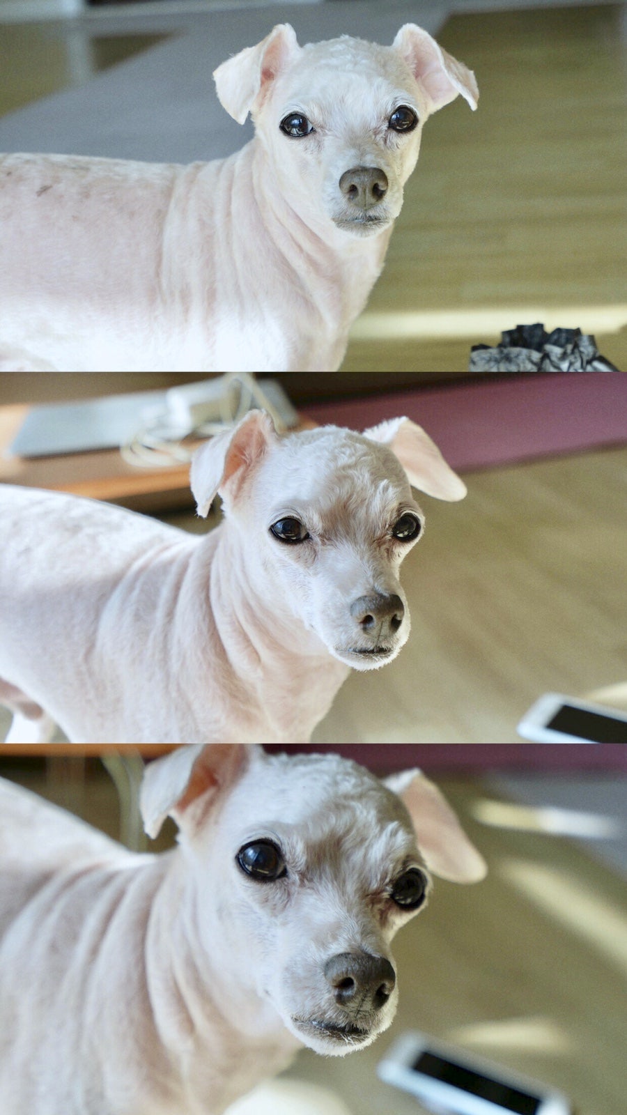 장수민물장어 이미지