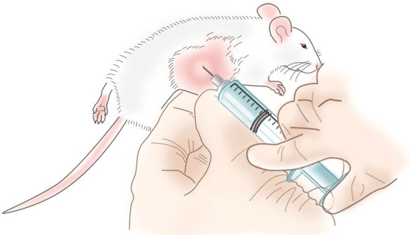 Postauricular Injection Mouse 보정 / injection - 경구투여, 비경구투여 (복강, 근육, 정맥, 피하, 피내, 뇌 관련주사) : 네이버 블로그