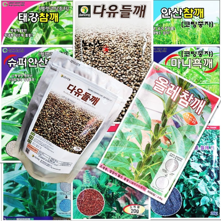 코팅 다유들깨 흑깨 조생종 올레 안산 태강 참깨 심는시기 파종방법 씨앗 종류 깻잎 종자 대포장 : 네이버 블로그