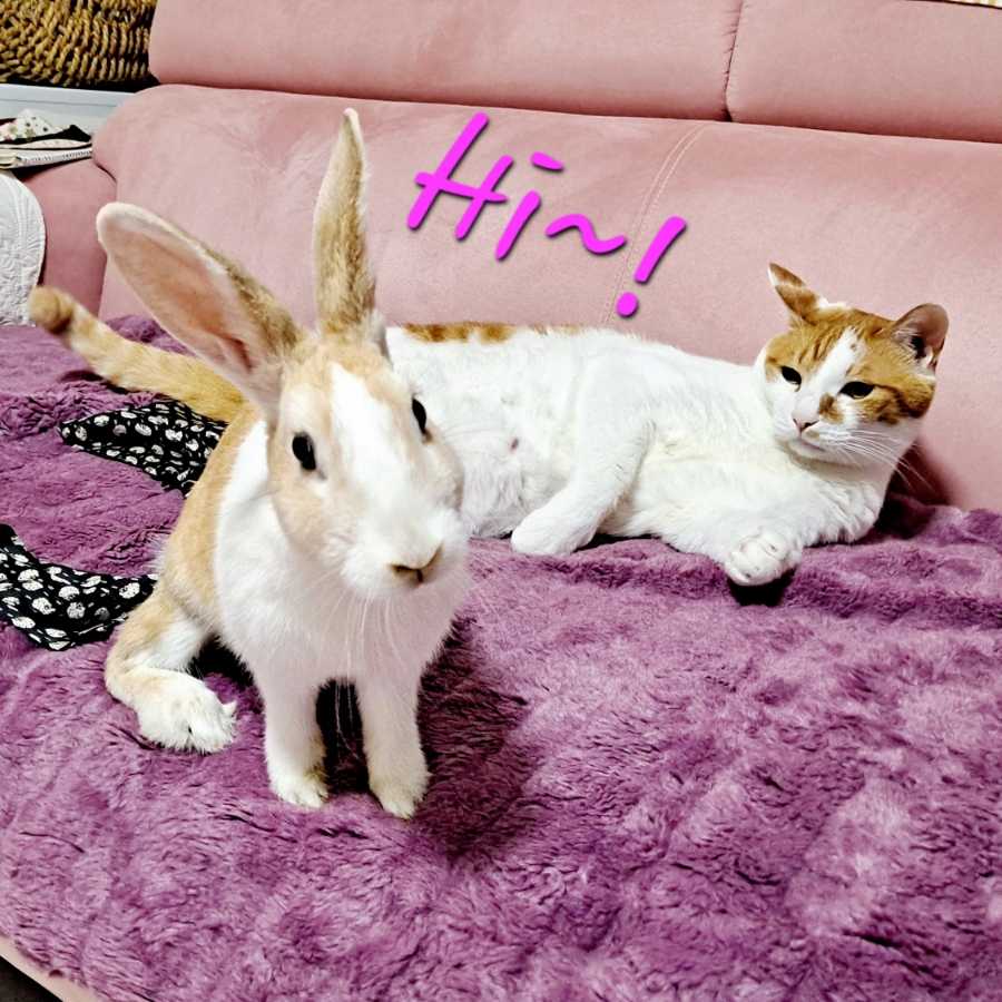 절미오리 이미지