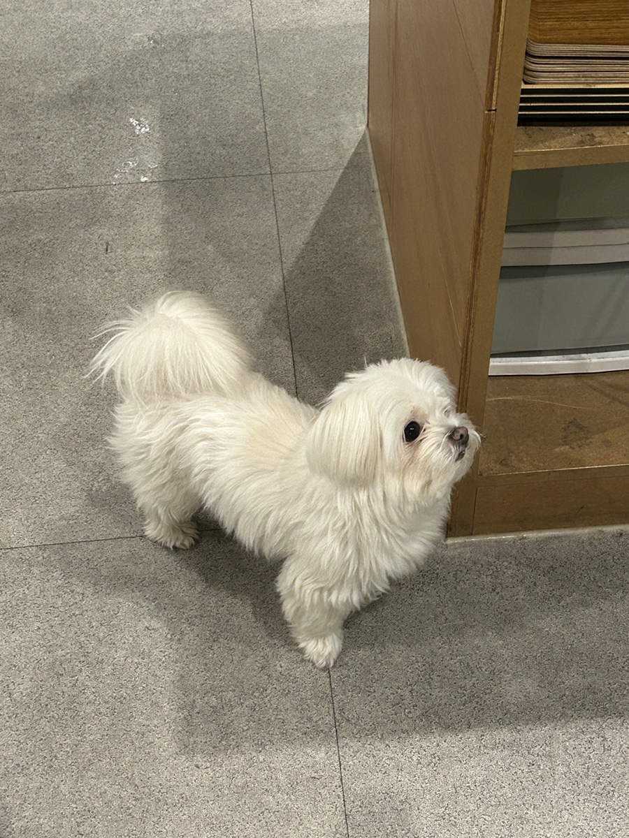 치코커피 이미지