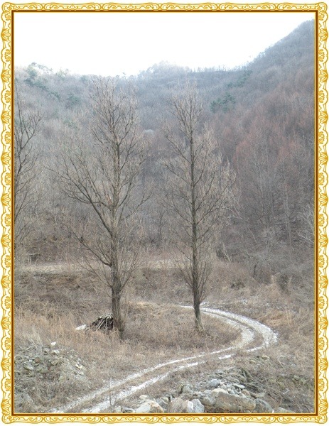 산에나무 이미지
