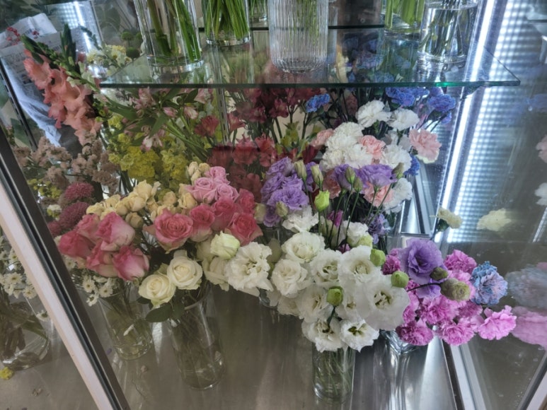 플로시아 이미지