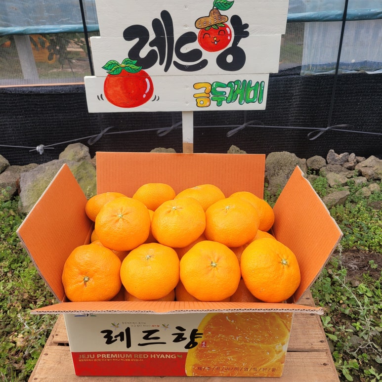 금두꺼비 이미지