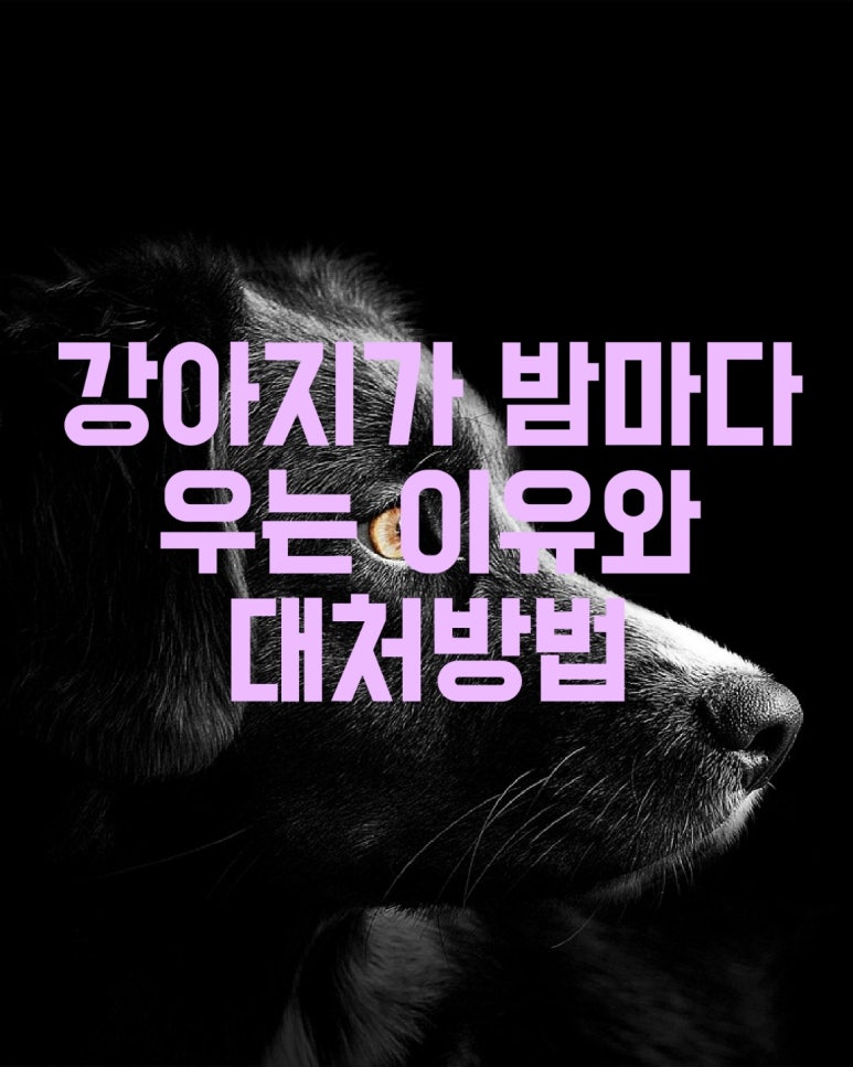 강아지가 밤마다 우는 이유와 대처 방법