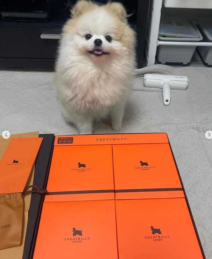 개르메스 이미지