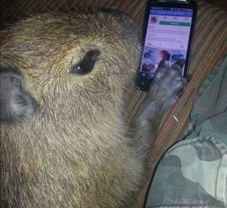 가바라 이미지
