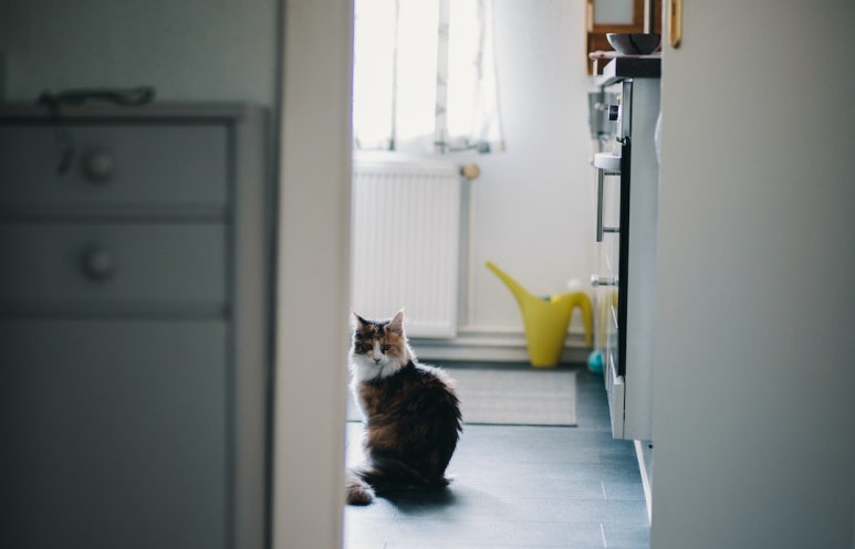 스키타는고양이 이미지