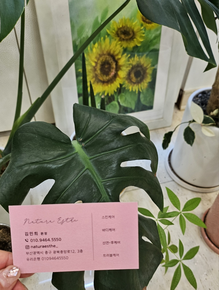 나투라에스테 이미지