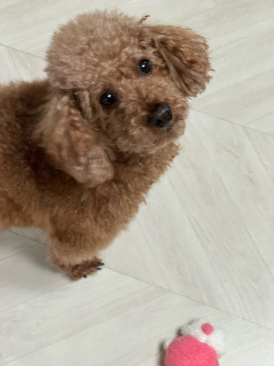 허니허니 이미지