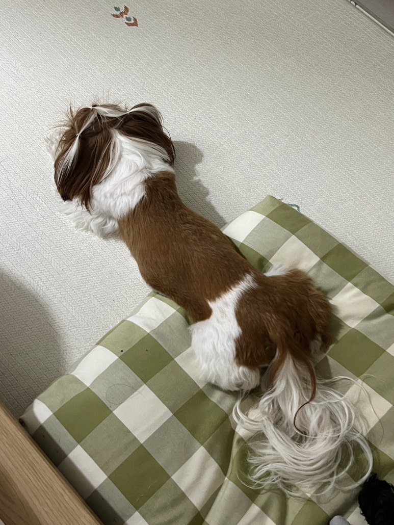 프룻퐁당 이미지