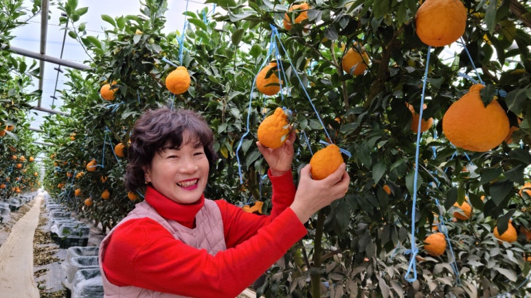한라봉관광 이미지