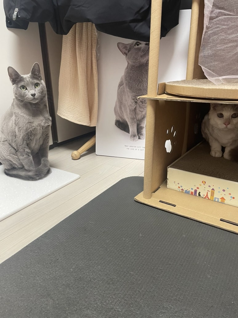 퍼피포레스트 이미지