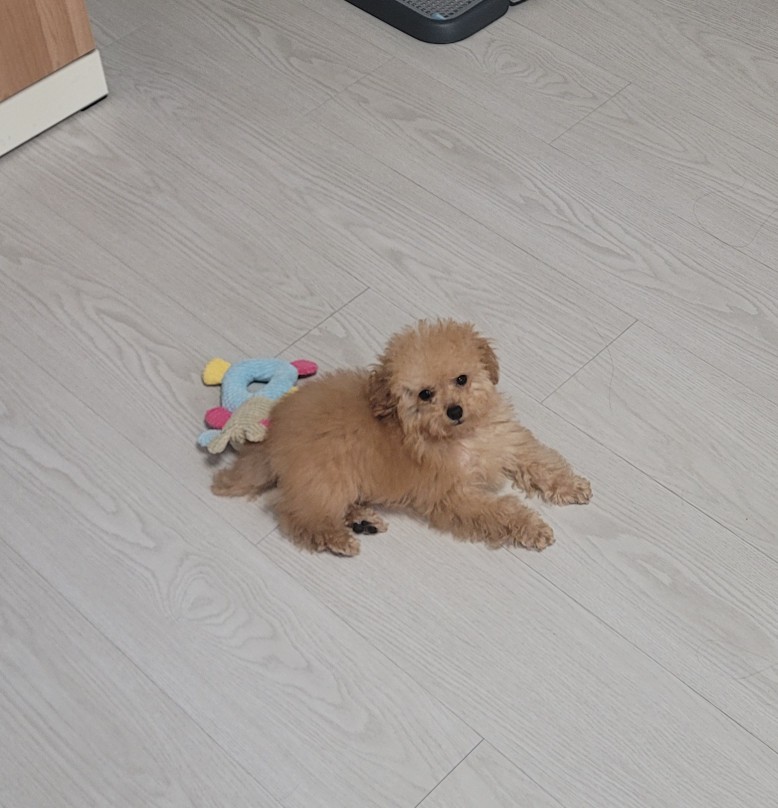 김올가 이미지