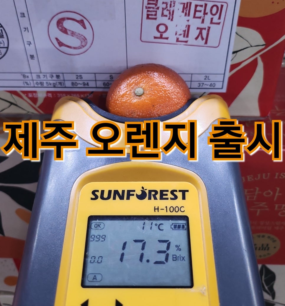 제주오렌지 이미지
